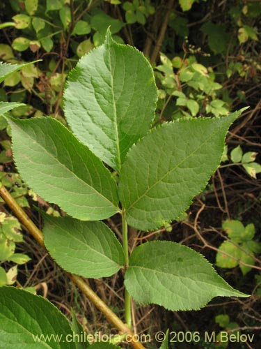 Image of Sambucus nigra (Sauco). Click to enlarge parts of image.